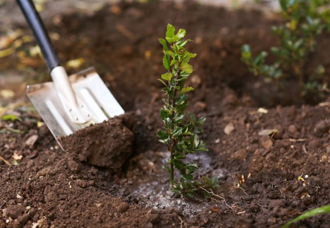 Image of a freshly planted tree.